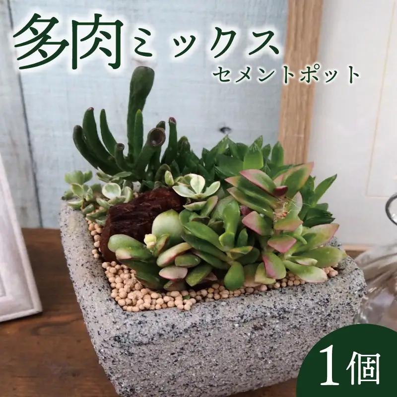多肉 ミックス セメントポット 京都 植物 インテリア 観葉植物 多肉植物