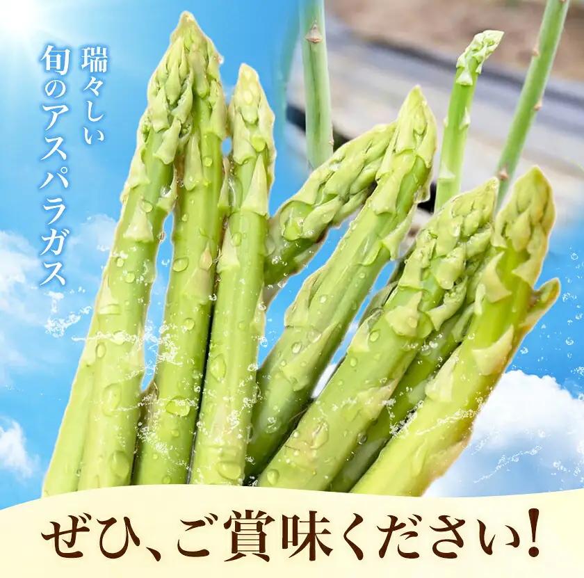 アスパラガス 約1kg 松金農園《2月上旬-3月下旬頃出荷》