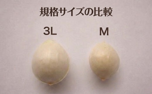 糸魚川産ぎんなん 久寿 お徳用食べきりセット（300ｇ×2袋）【銀杏 ぎんなん 殻付き 大粒 実 おつまみ おやつ 酒の肴 モチモチ 国産 無農薬】
