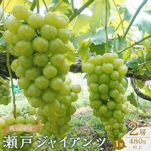 ぶどう 2026年  瀬戸 ジャイアンツ 2房（1房480g以上） ぶどう 葡萄  岡山県産 国産 フルーツ 果物 ギフト