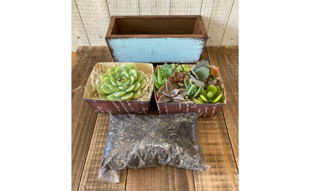 多肉植物 じぶんで植える 多肉 寄せ植えキットE 木製 シンプル プランター 全3色 インテリア 植物 寄せ植え ガーデニング 福岡 小郡市 白色