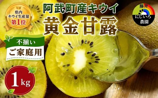 【先行予約】【家庭用】キウイ 黄金甘露 1kg 山口県 阿武町産 数量限定 国産 果物 黄色キウイ《2026年9月中旬～10月下旬発送》