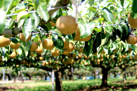 【先行予約】【訳あり】旬の和梨　約５kg（８月中旬～順次発送）【吉川果樹園】