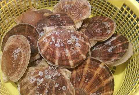 【北海道から直送!!】殻付活ホタテ貝（6.0kg詰）18～30枚入 ふるさと納税 ほたて _F4F-7719