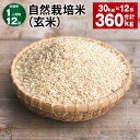 【ふるさと納税】【定期便】【1ヶ月毎12回】自然栽培米（玄米） 30kg×1袋 計360kg（30kg×12回） ミルキークイーン お米 米 玄米 単一原料米 無農薬 化学肥料不使用 有機肥料不使用 大分県産 国産 大分県 九重町 送料無料