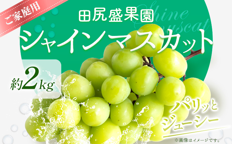 ご家庭用 シャインマスカット 2kg《8月下旬-9月中旬頃出荷》田尻盛果園 フルーツ 果物 マスカット ぶどう