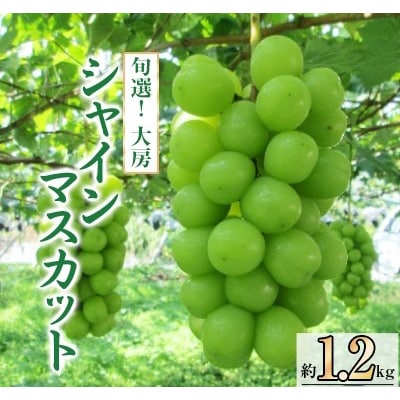 【2026年発送】旬選!大房シャインマスカット　2房～3房(約1.2kg)