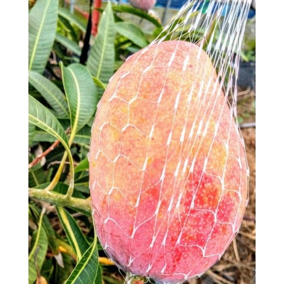 鹿児島県枕崎市産　完熟マンゴー　1kg程度 A8-96【配送不可地域：離島】