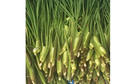 出雲國マコモタケ（生） 1kg 出雲市産【1_1-049】