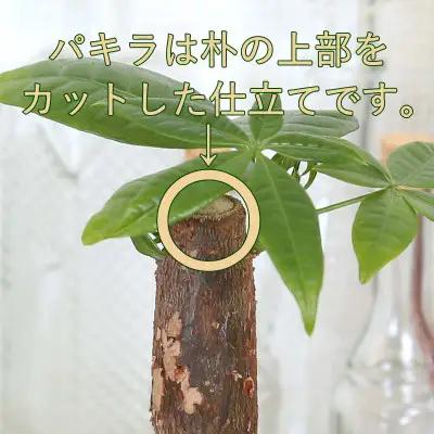 【観葉植物】土を使わないで清潔なミニ観葉植物 ゼオライト植え・ガラス鉢 スクエア形 2鉢セット（パキラとサンスベリア）【観葉植物 インテリア 部屋 おしゃれ 福岡県 筑前町 送料無料 AG049VC0