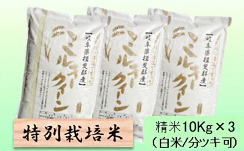 【令和7年産】特別栽培米 30kg【白米、7分ツキ】（ミルキークイーン）