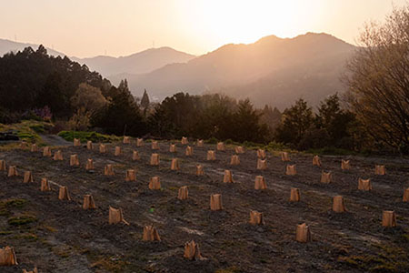 山神果樹薬草園：柚子のウォッシュ＆ケアセット　Ｄ　