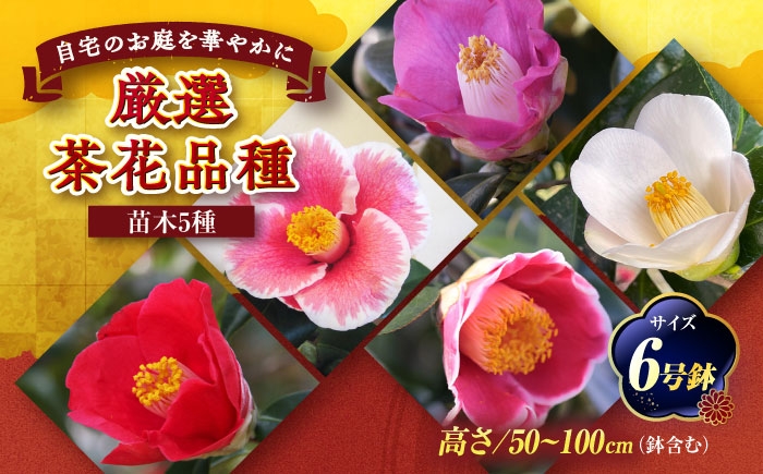 
                  椿 厳選茶花品種 6号鉢 苗木 5種セット / 植物 椿 花 苗 鉢植え / 稲沢市 / 椿園株式会社 [BMBI011]
                