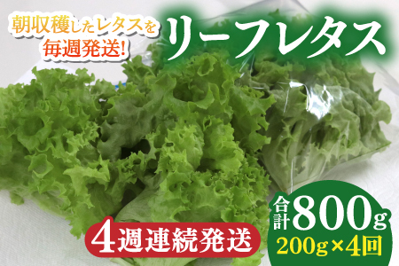 【定期便】4週連続お届け！採れたてフレッシュな無農薬リーフレタス（合計800g）