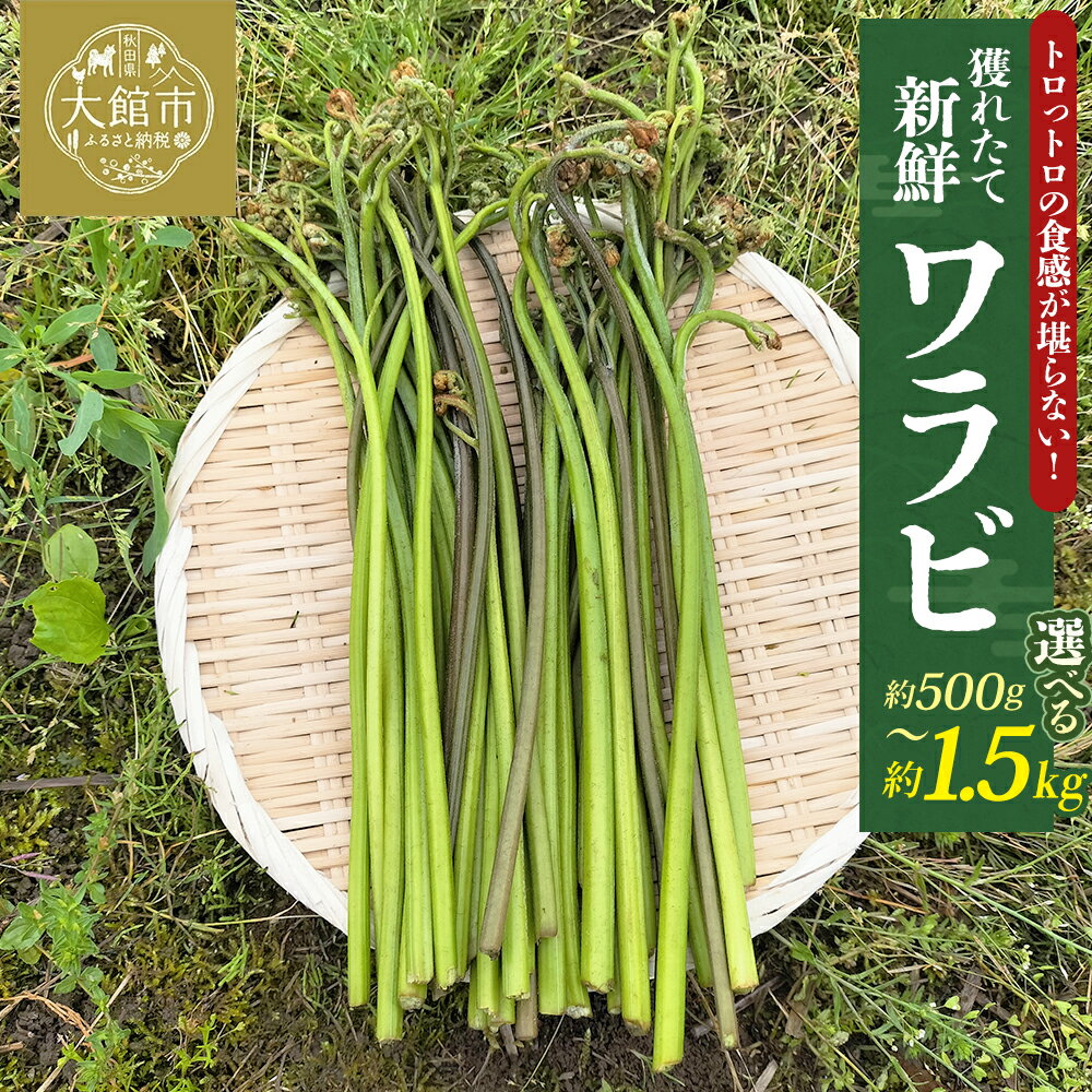 【ふるさと納税】【選べる内容量！】ワラビ 約500～1500g トロっトロの食感が堪らない！ 【60P3230・120P3205・180P3206】 ワラビ 山菜 野菜 秋田県 大館市 ひない渡辺農園しどけ村