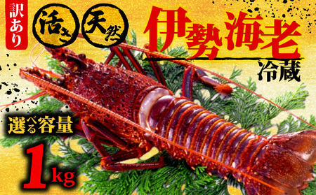 【 伊勢海老 】 伊勢海老1kg