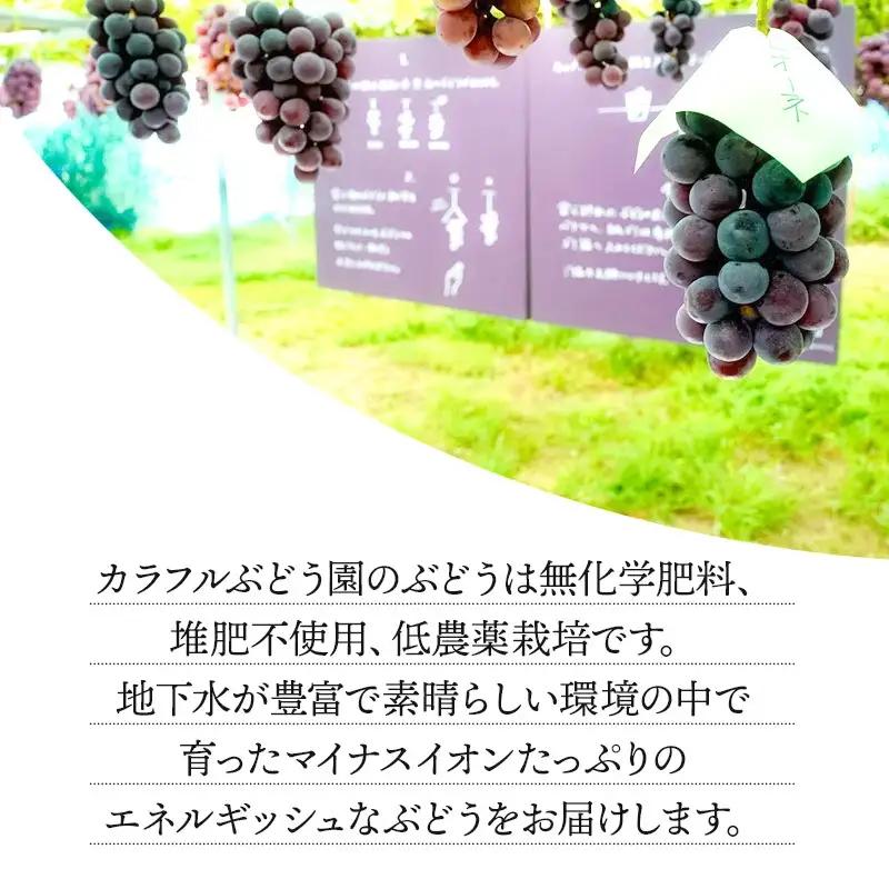 【令和8年産先行予約】【限定生産】幻の種あり品種 ぶどうの詰合せ 約2kg 季節の旬の高級黒ぶどう・赤ぶどうセット　カラフルぶどう園