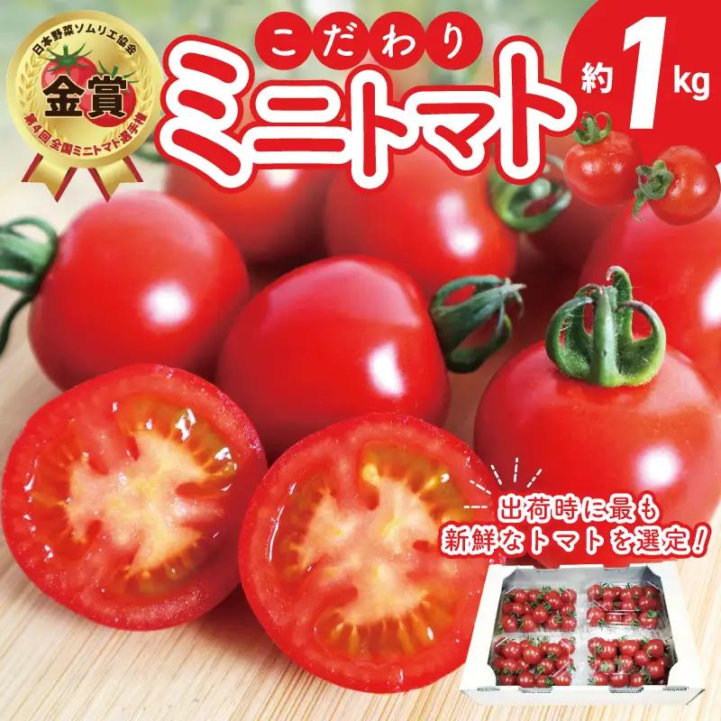 【先行予約】こだわり ミニトマト 4パック 合計 約1kg