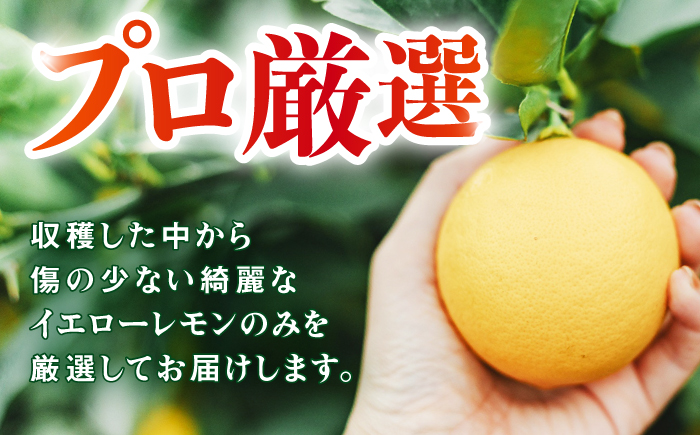 ※【2025年11月中旬より順次発送／先行予約】【贈答用】マイヤーレモン 5kg / レモン れもん 檸檬 果汁 柑橘 フルーツ ふるーつ 果物 くだもの / 諫早市 / 山野果樹園 [AHCF014