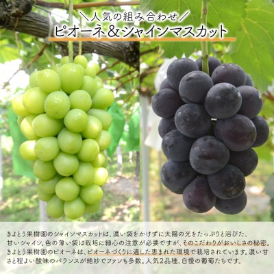 【発送月固定定期便】【きよとうファーム】量より質!桃とピオーネ＆シャインの定期便(岡山県産)全2回【配送不可地域：離島】