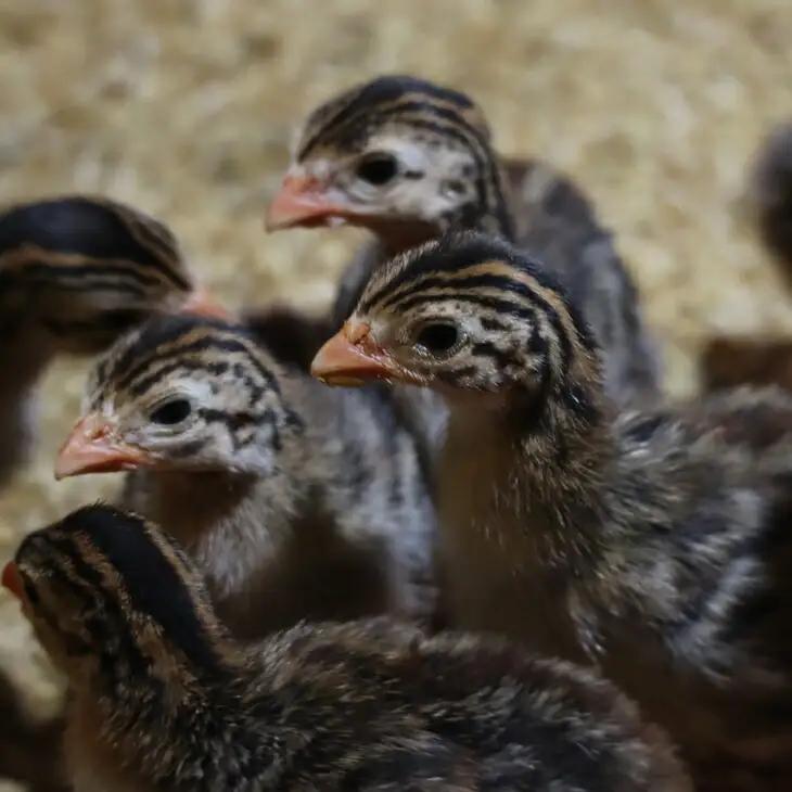ほろほろ鳥　角ハムセット（角ハム＆手羽燻製、ささみ燻製）  【1746】