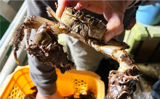 山形県戸沢村産　生モクズガニ　約1.5kg（6～10匹）