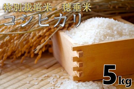 
(1024)米　精米　白米　特別栽培米　穂垂米　「コシヒカリ」　5kg　【令和5年産】
