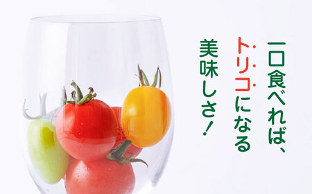 トマト ミディトマト 詰め合わせ 800g トマト トマト トマト トマト トマト [YDE002]