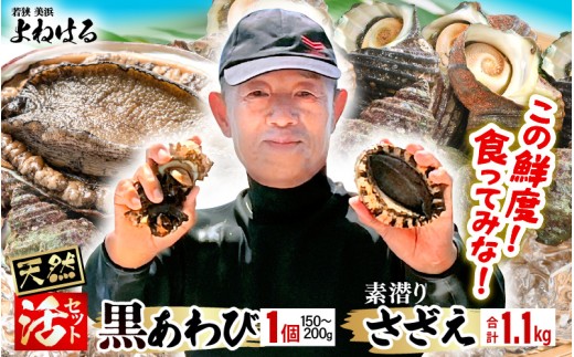 【先行予約】日本海若狭湾の素潜り 天然 活黒アワビ 中サイズ 1個 ＆ 活サザエ 1.1kg 【2026年3月より順次発送予定】【入手困難 クロアワビ 黒あわび 鮑 あわび さざえ 刺身 つぼ焼き バター焼き】 [m17-b006_03]