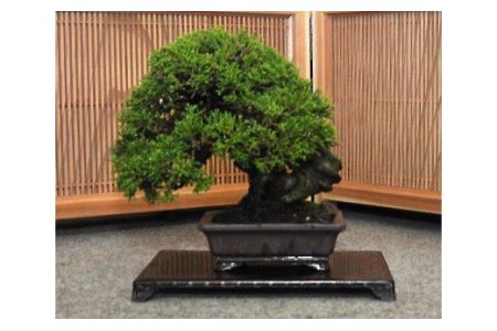 【11100-0072】真柏盆栽（中型サイズ）樹齢15～20年程度