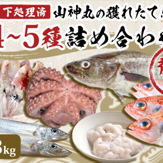 宮城県産 漁師直送! 鮮魚詰め合わせ 小 2～3kg（4～5種）鮮魚ボックス