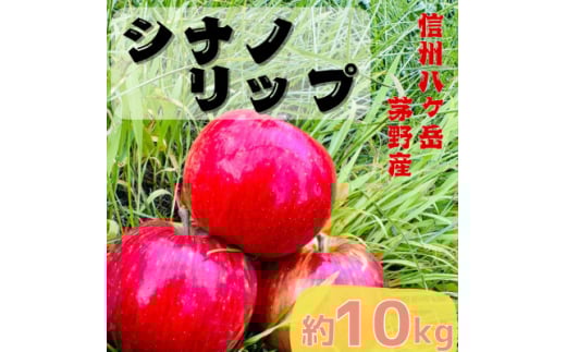 ＜2025年先行受付＞長野直送!信州八ヶ岳のりんご シナノリップ約10kg(24～36玉)蓼科高原【1605262】