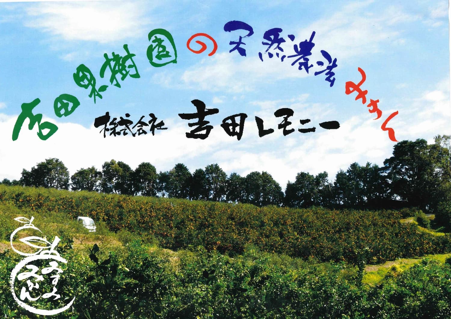 【先行予約】 みかん 麗紅 れいこう 約3kg（15～25玉）　【2026年2月上旬～2026年4月上旬頃順次発送予定】 ミカン 柑橘 果物 フルーツ