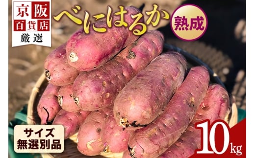 【京阪百貨店厳選】茨城県産べにはるか 10kg（熟成）[サイズ無選別品] 芋 さつま芋 サツマイモ さつまいも B18-008