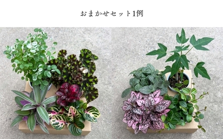 【期間限定】蒲郡で栽培した観葉植物セット（4種）_【G0748】