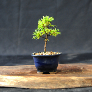 赤石の泉 赤石五葉松（鉢植え） F-152