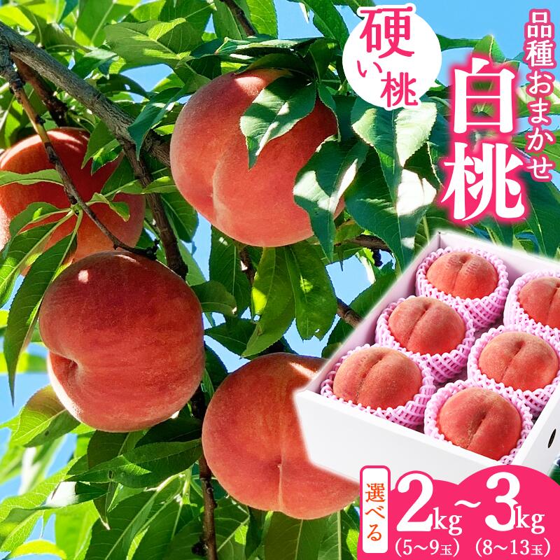 【ふるさと納税】 選べる！有機肥料栽培 硬めの 白桃 2kg 〜 3kg 秀品 品種おまかせ 山形産 【2025年8月下旬頃〜10月上旬頃発送予定】／ 果物 フルーツ お取り寄せ 産地直送 東北 山形 2025年産 令和7年産 2キロ 3キロ 2gk 3kg ふるさと納税 桃