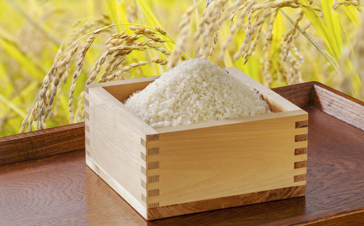 【2回定期便】浦臼産ゆめぴりか 精白米 5kg×1袋
