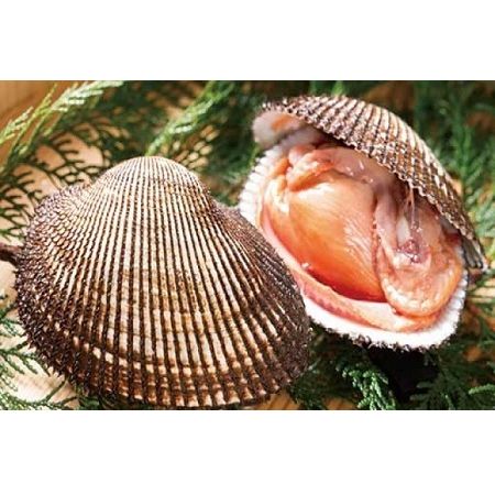 【ふるさと納税】☆冬季限定☆＜周防大島産＞天然！殻付き赤貝1kg【先行受付開始！2026年1月24日以降のお届け】