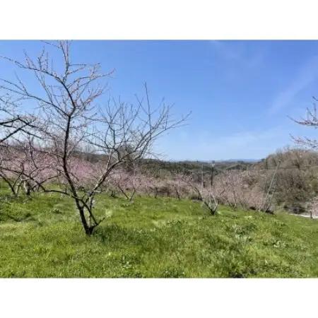 【先行予約】岡山の白桃(1.5kg箱)・9月上旬から順次発送予定【配送不可地域：離島】【1737836】