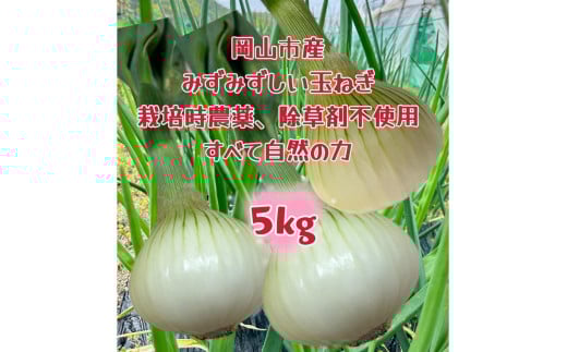 【先行予約】岡山市産 玉ねぎ5kg(サイズ混合)栽培期間中農薬・除草剤不使用全て自然の力健康野菜