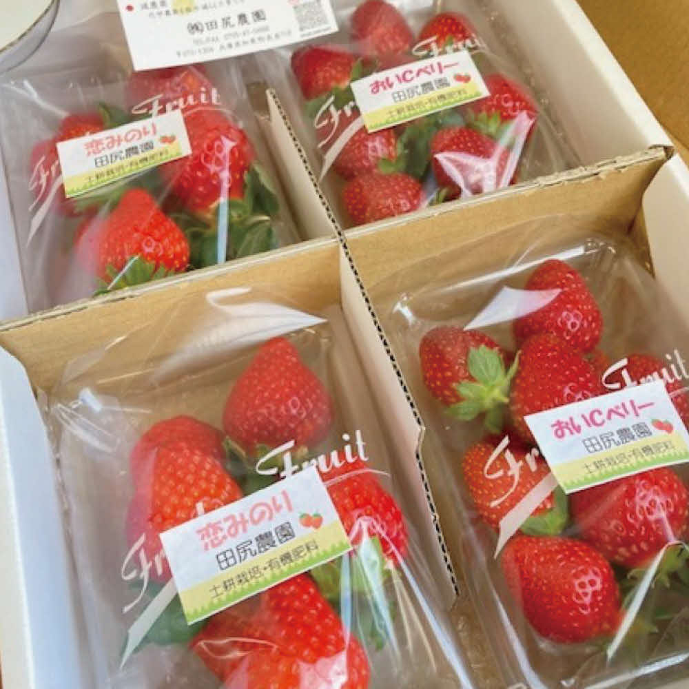【ふるさと納税】田尻農園の土耕栽培 いちご 詰め合わせ8パック 約1.8kg〔イチゴ 苺 ストロベリー 産地直送 甘い フルーツ 果物 詰合せ 大容量〕　お届け：2026年1月中旬〜3月中旬まで