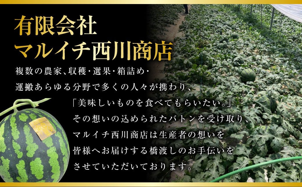 熊本産 金色羅皇 1玉 7キロ以上 西瓜 すいか スイカ 果物 フルーツ