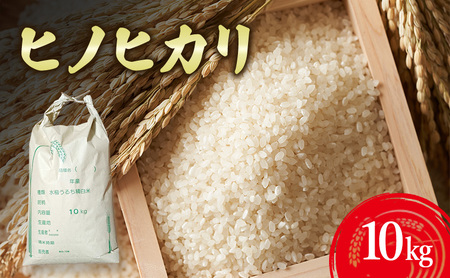 とみた農園 ヒノヒカリ 10kg 米 白米 精米 こめ お米 コメ ひのひかり10キロ ひのひかり 10キロ 米10キロ 淡路島産 洲本市　お届け：11月より初旬より発送開始