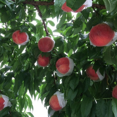 【山梨生まれ激レア品種 夢桃香】本場山梨品種指定お試し約1kg　6月下旬より順次発送【配送不可地域：離島・北海道・沖縄県・中国・四国・九州】