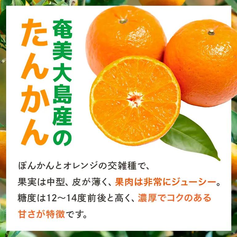 【 2027年 先行予約 】《 奄美大島産 》 おいしい 完熟 たんかん 光センサー選別 5kg A145-002 期間 数量 限定 柑橘 みかん 果物 フルーツ 旬 甘い 光センサー サイズ おまか