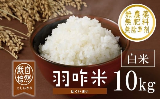 12月以降発送開始 新米 数量限定 令和7年産 新米 10kg 1袋 白米 コシヒカリ 羽咋米 自然栽培米 精米 羽咋 米 能登 こしひかり こだわり 石川県産 能登米 エコ 栽培 環境 白米 こめ コメ お米 2025年産 おこめ 精米 R7 ご飯 ごはん 送料無料 数量 限定 ギフト 新米 予約 ふるさと納税 能登 石川 羽咋 はくい