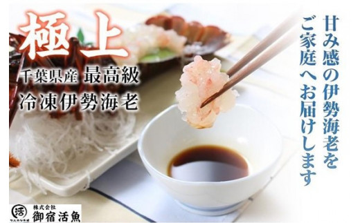 C115 活〆生食用伊勢海老（冷凍）４８０ｇ（２３０～２５０ｇ）×２匹　ONJB010