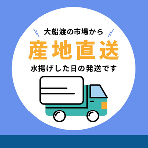 期間限定 訳あり さんま 2kg