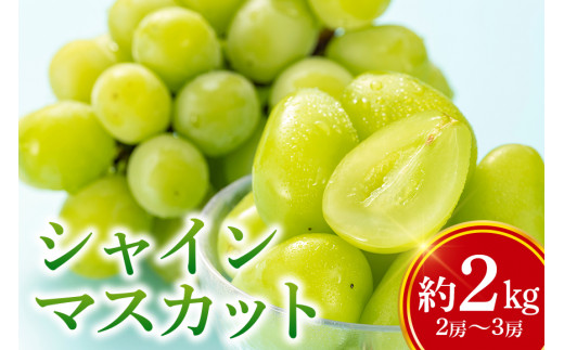 【数量限定・期間限定】 シャインマスカット 約2kg（2房～3房） マスカット ブドウ ぶどう 皮ごと食べられる ジューシー 果物 フルーツ くだもの ますかっと 白ぶどう 【9月下旬〜10月下旬順次発送予定】 54-A